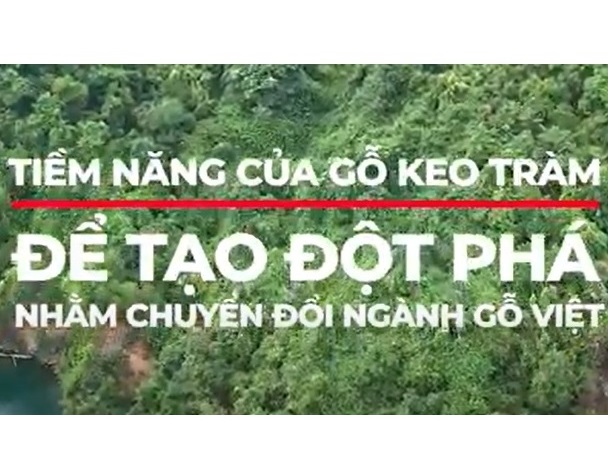 Tiềm năng của Gỗ Keo Tràm để đột phá nhằm chuyển đổi ngành Gỗ Việt